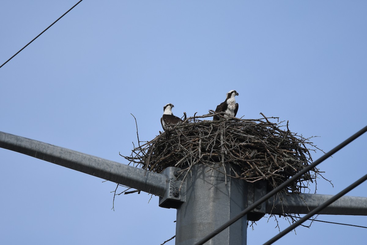 Arrano arrantzalea - ML652802102