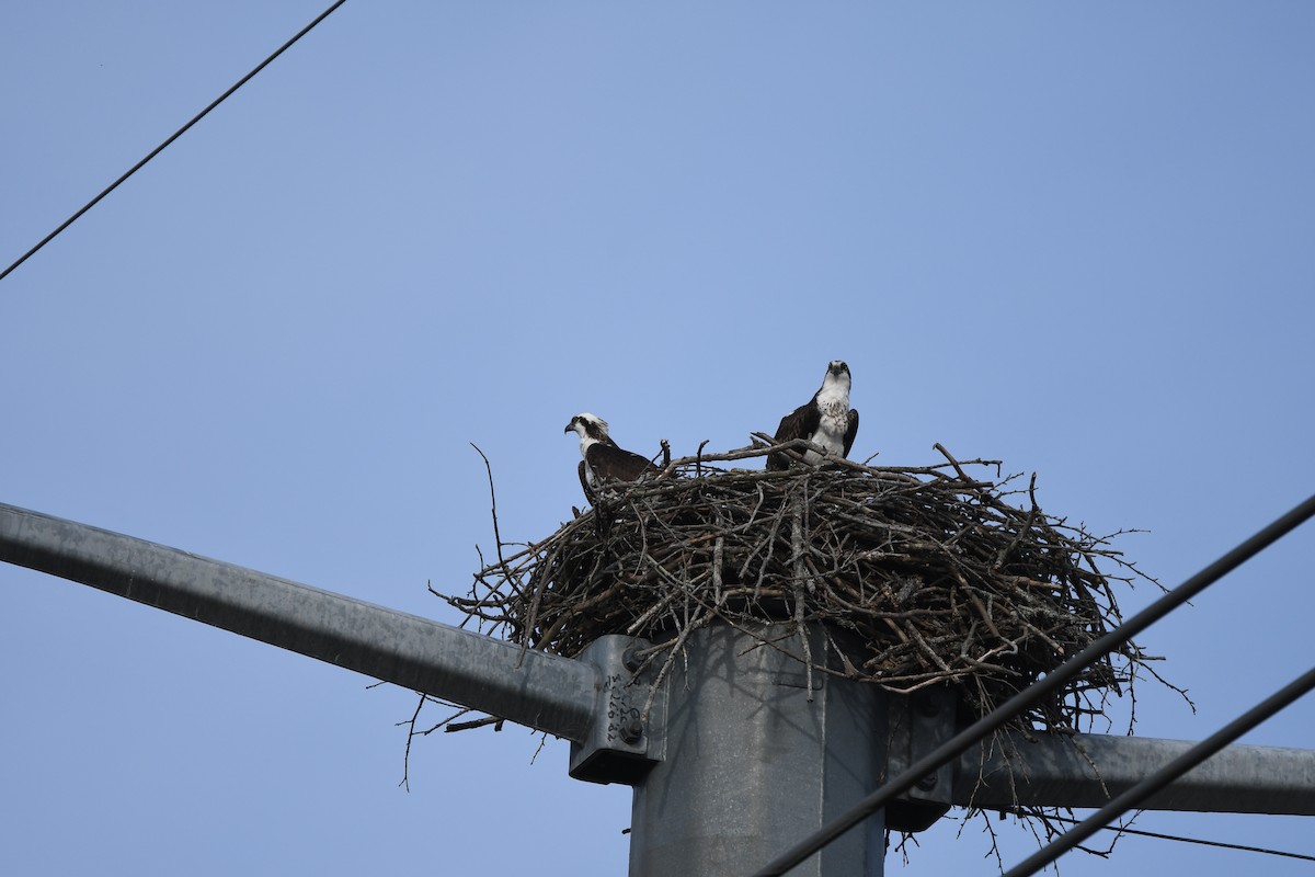 Arrano arrantzalea - ML652802103