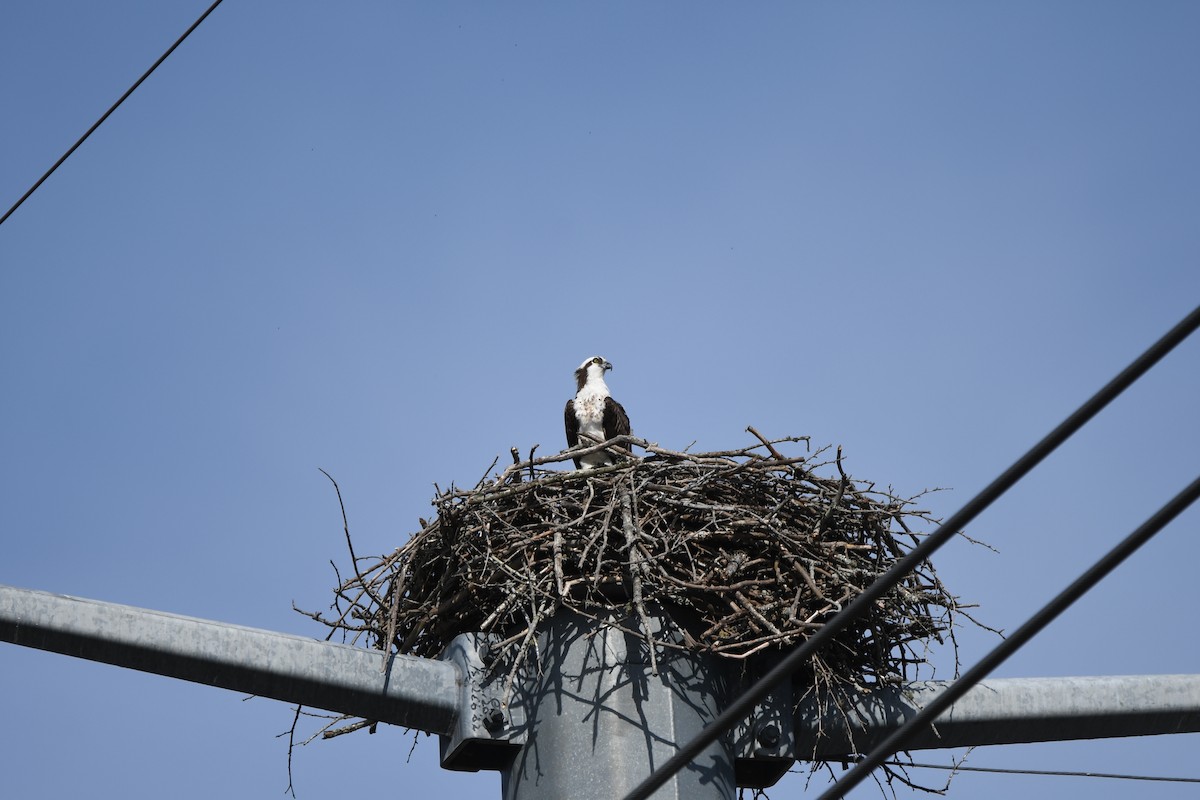 Arrano arrantzalea - ML652802118