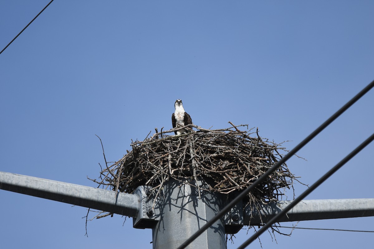 Arrano arrantzalea - ML652802119