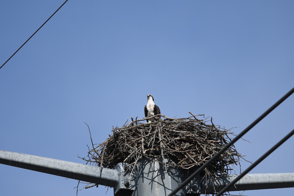 Arrano arrantzalea - ML652802120