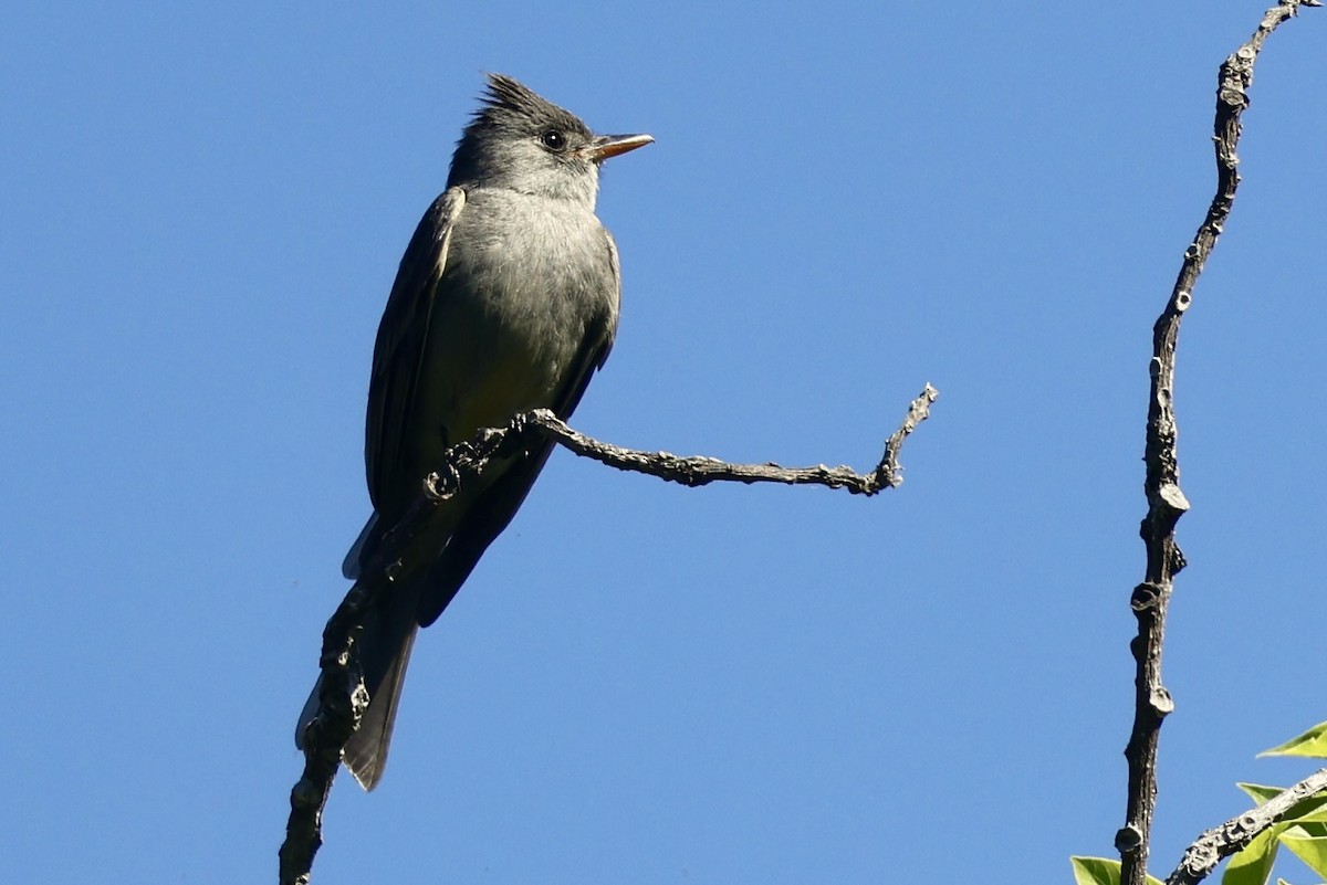 Greater Pewee - ML652802125