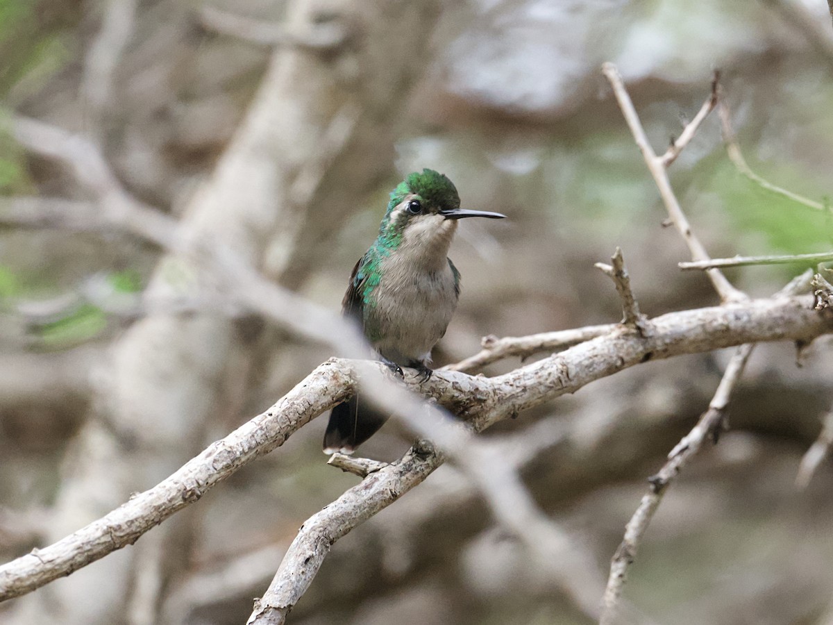 Blue-tailed Emerald - ML652802159