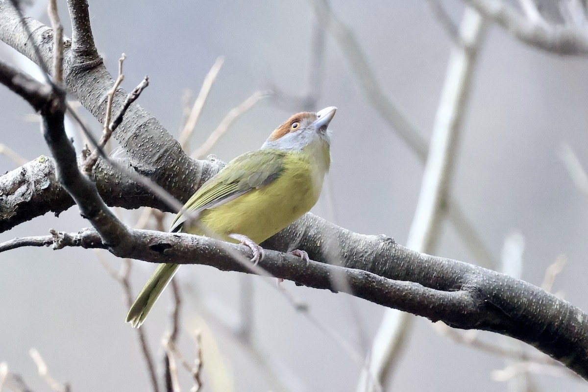 Rufous-browed Peppershrike - ML652802160