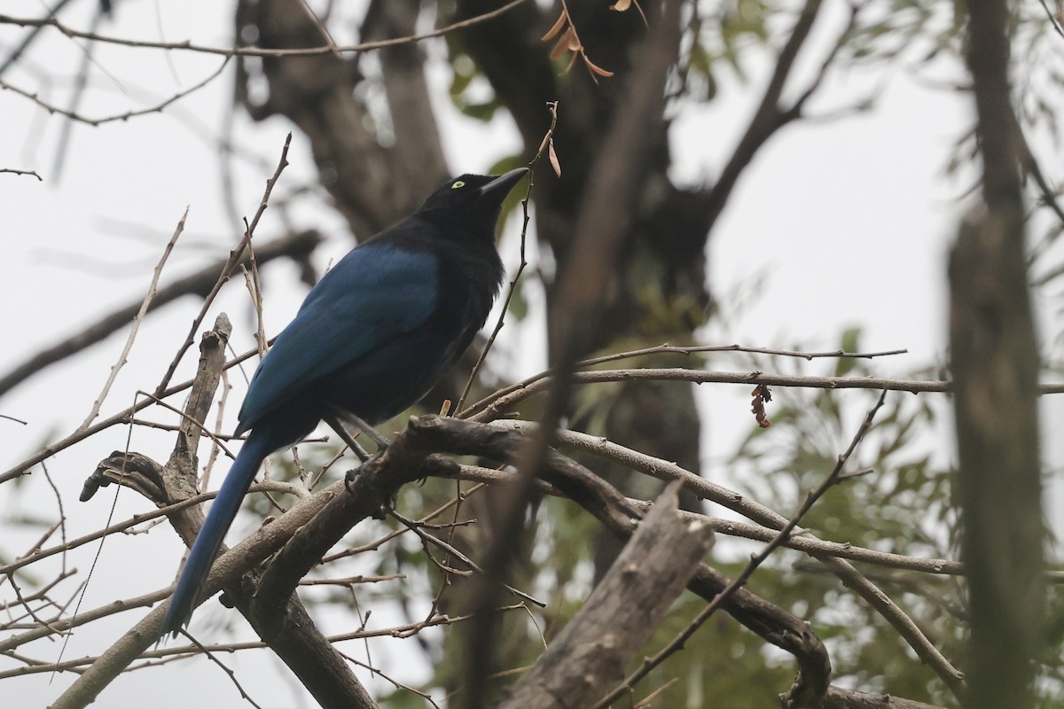 Bushy-crested Jay - ML652802182