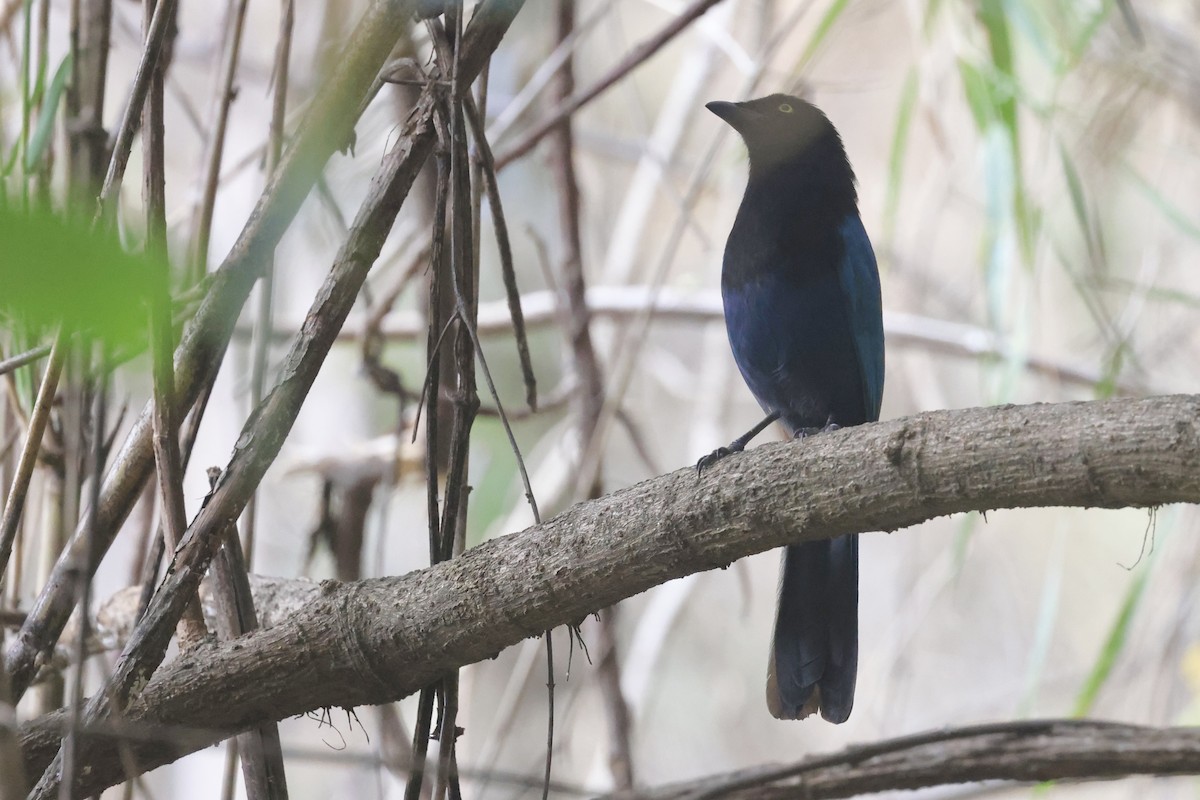 Bushy-crested Jay - ML652802197