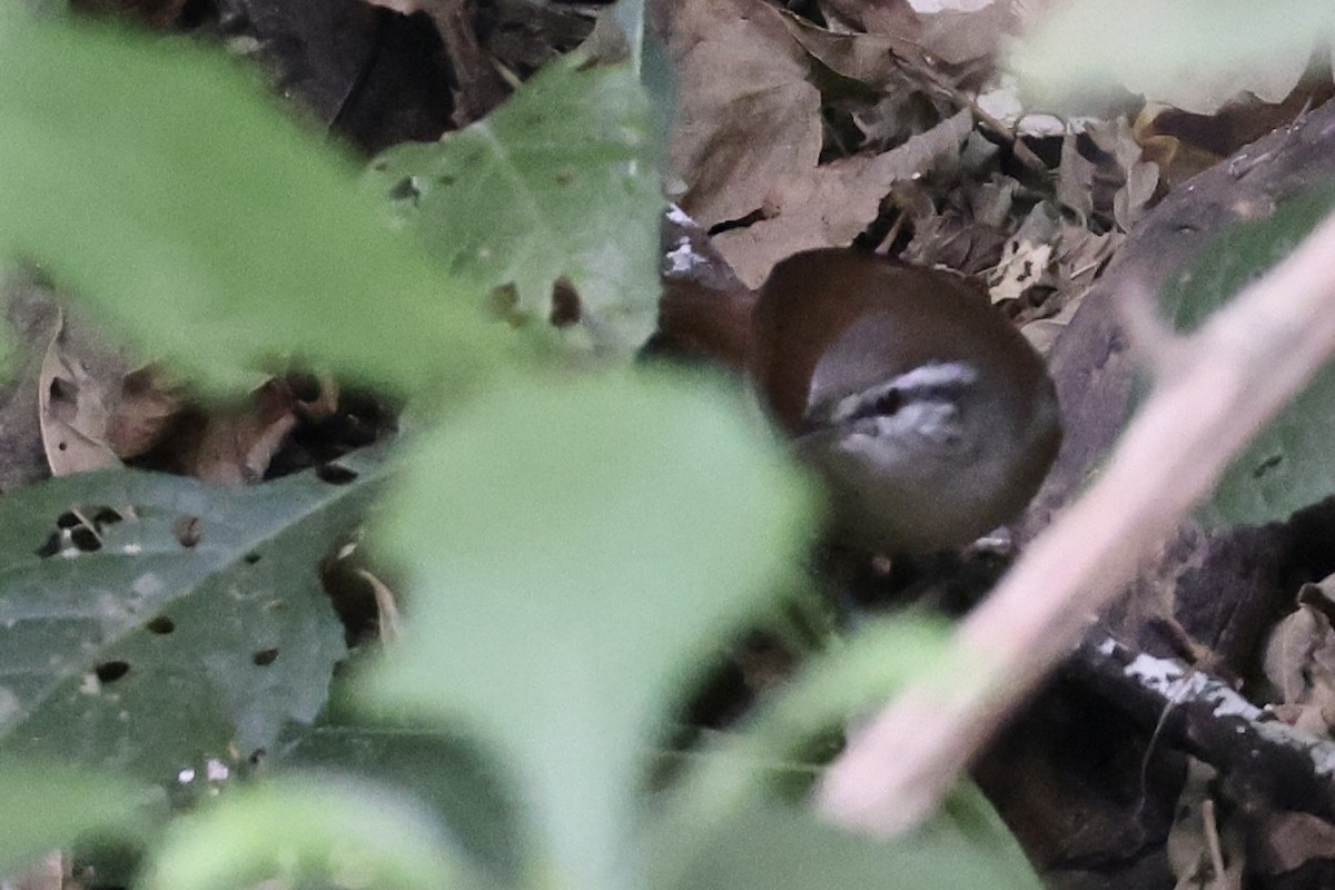 Cabanis's Wren - ML652802227