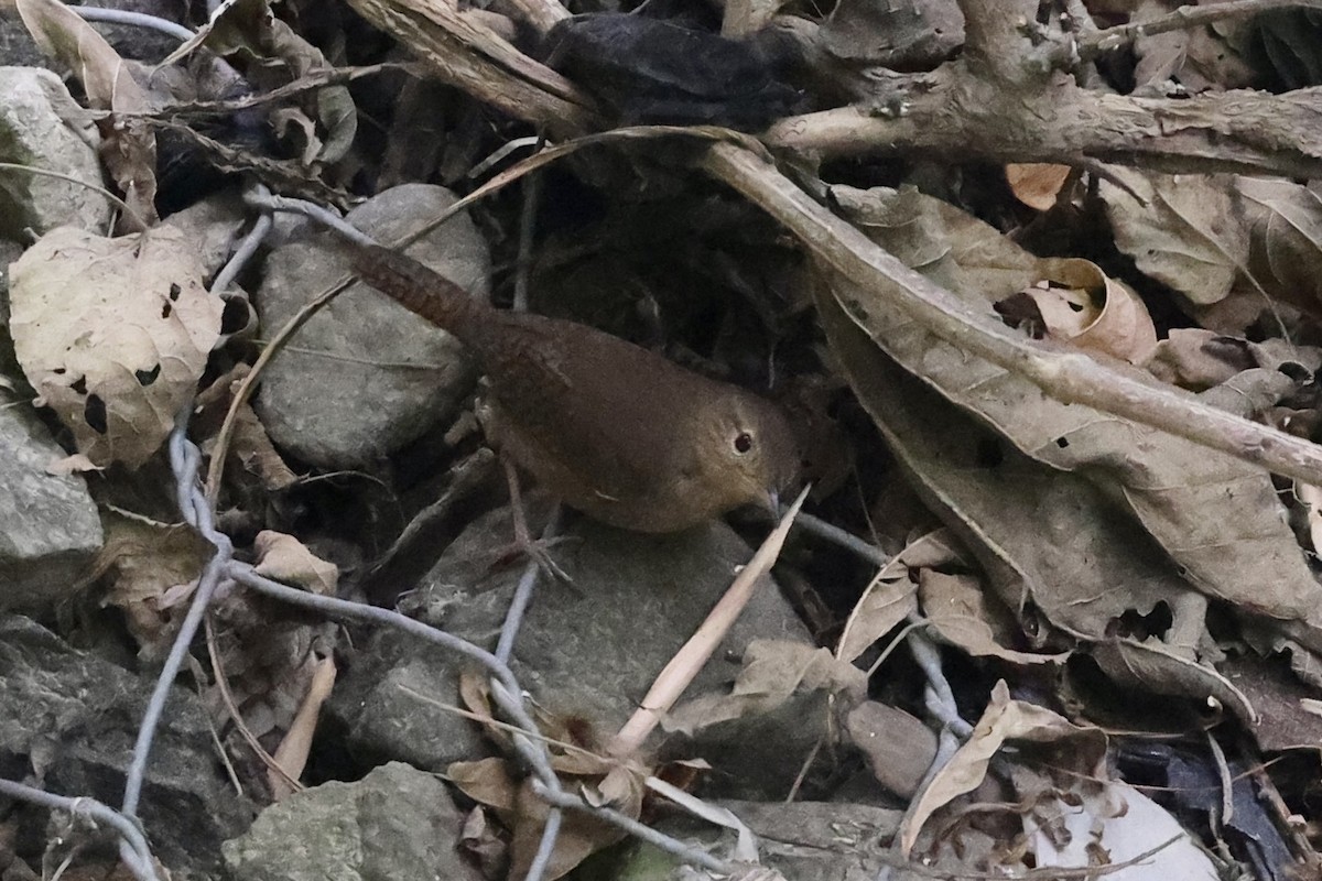 Southern House Wren - ML652802254