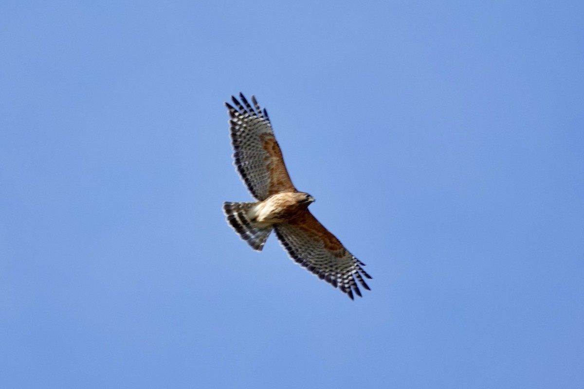 Red-shouldered Hawk - ML652802274