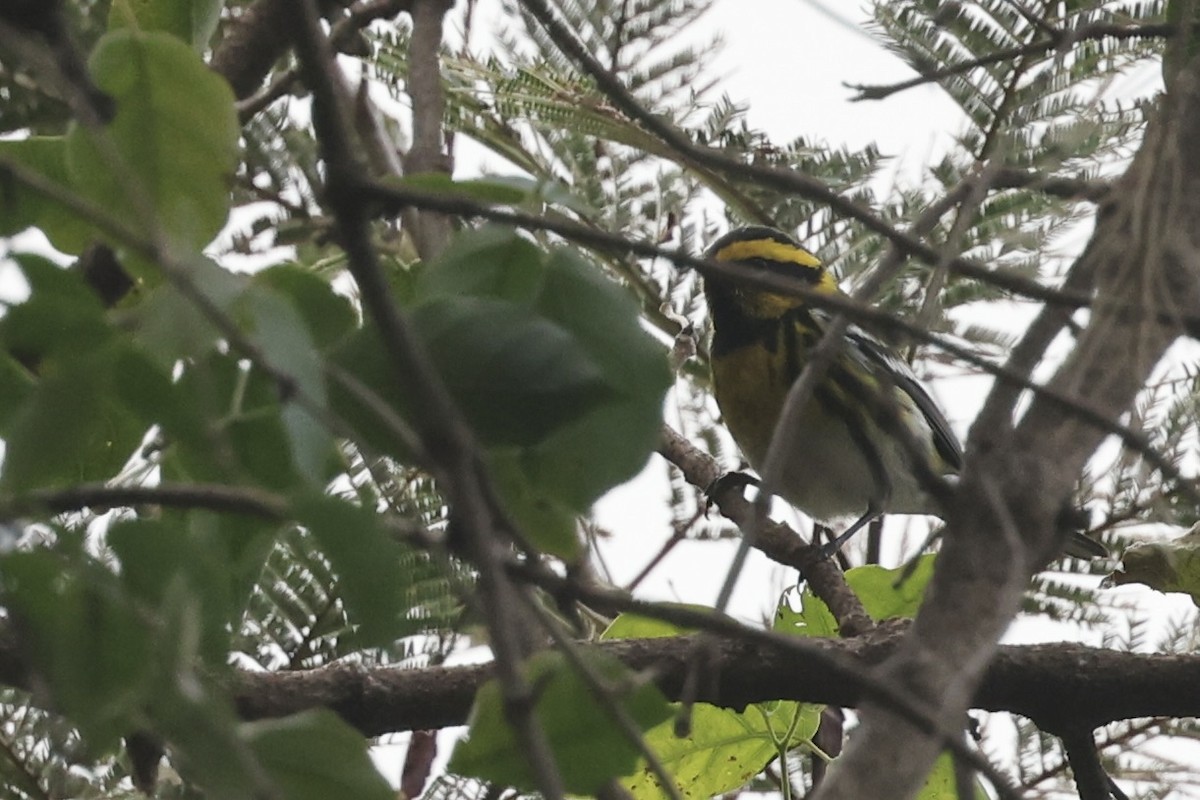 Townsend's Warbler - ML652802304