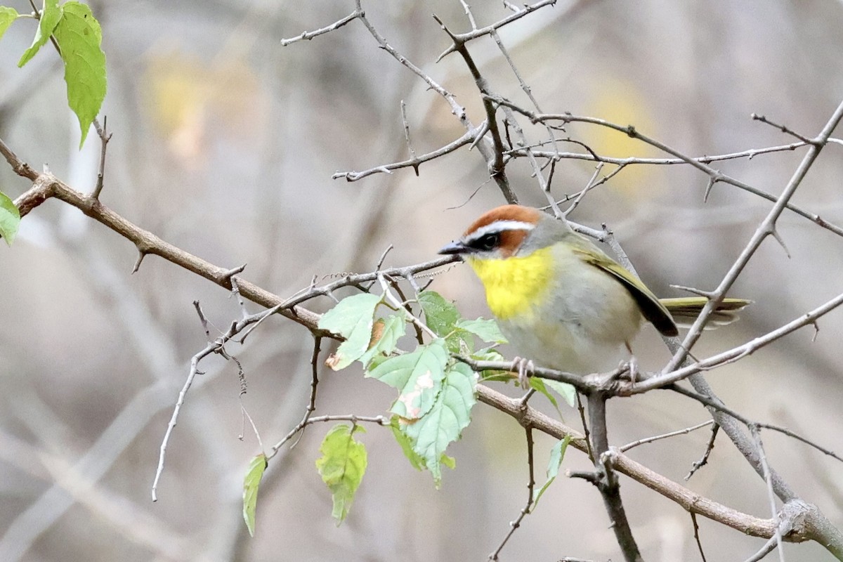 Rufous-capped Warbler - ML652802318