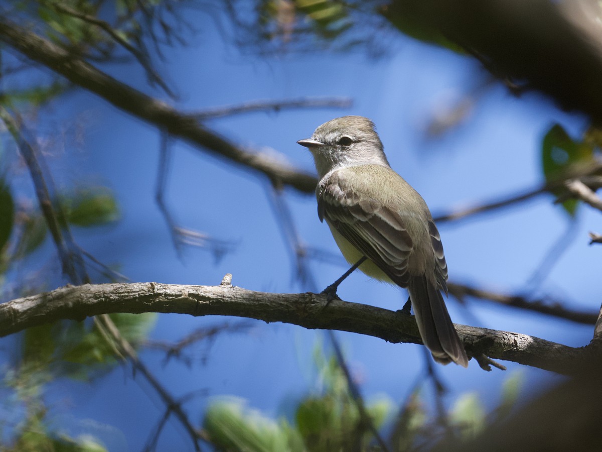 Northern Scrub-Flycatcher - ML652802324