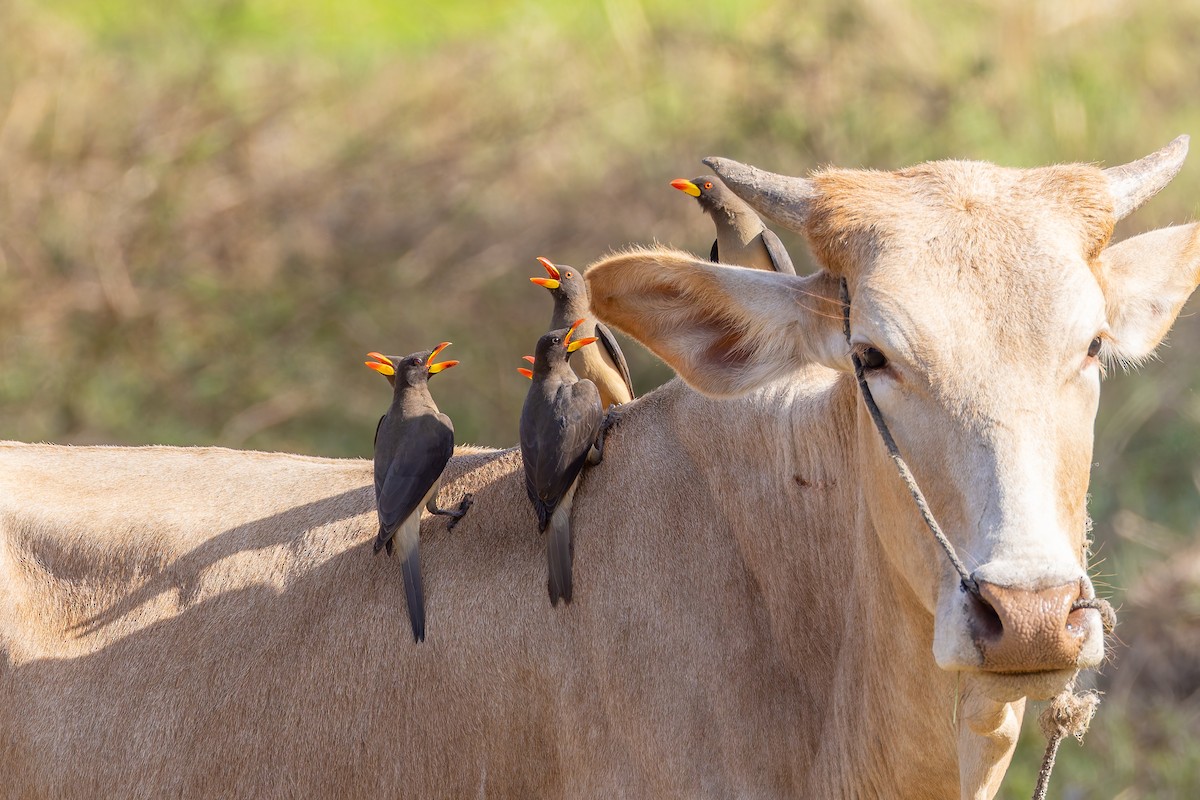 gulnebboksehakker - ML652802370