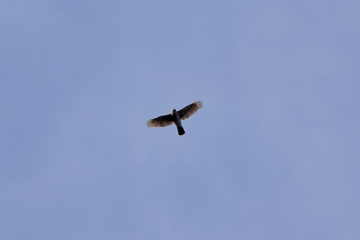 Cooper's Hawk - ML652802372