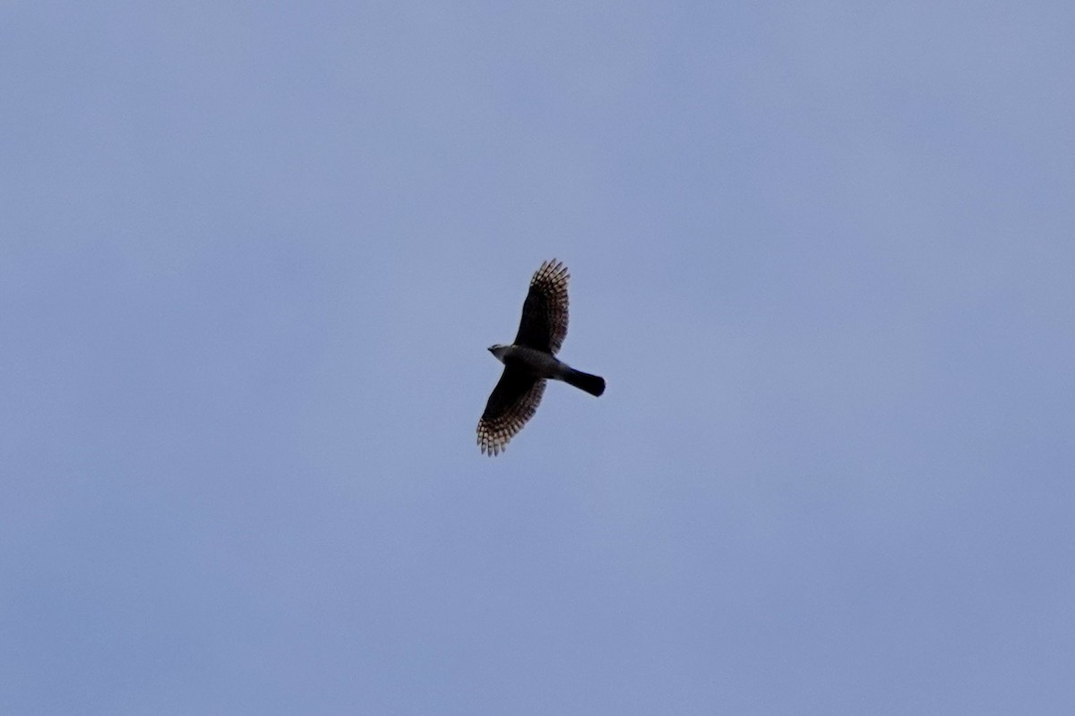 Cooper's Hawk - ML652802373