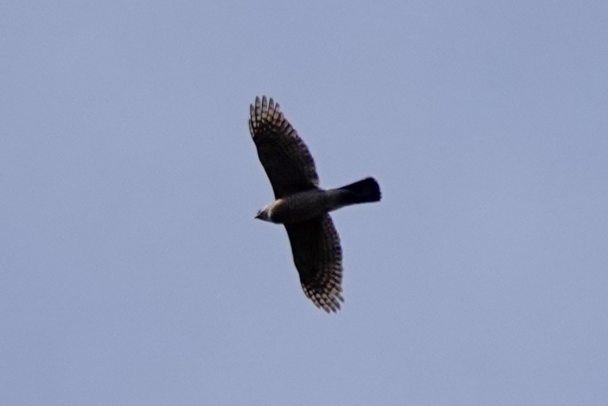 Cooper's Hawk - ML652802374