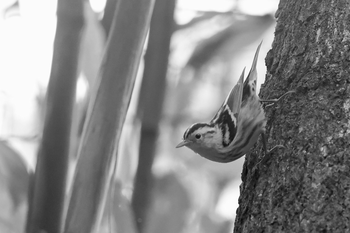 Black-and-white Warbler - ML652802397