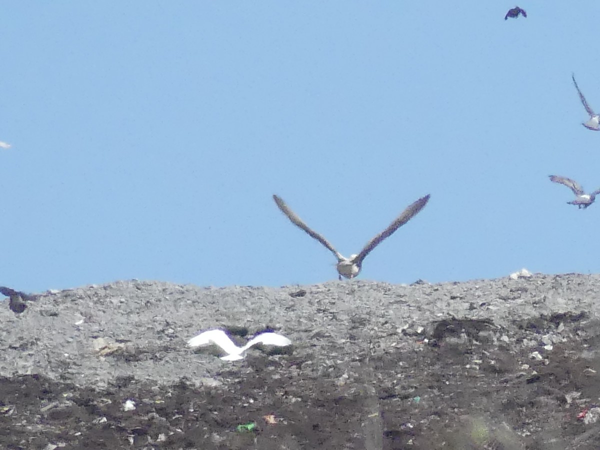 tanımsız Larinae sp. - ML652802738