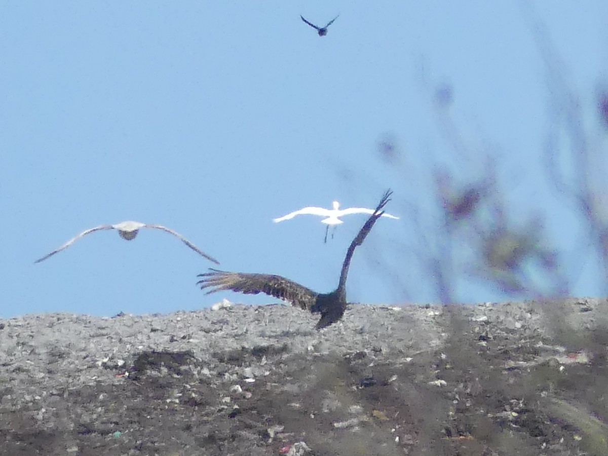 tanımsız Larinae sp. - ML652802739