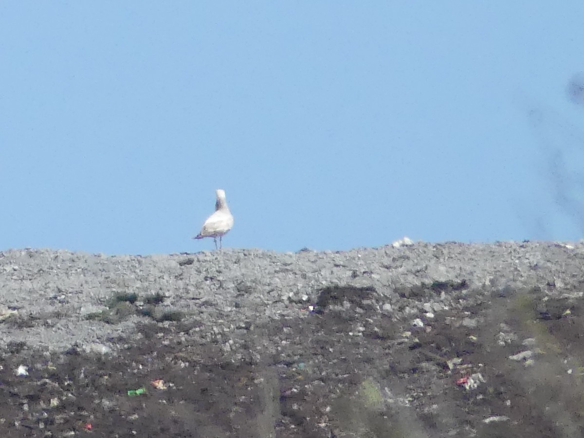 tanımsız Larinae sp. - ML652802742