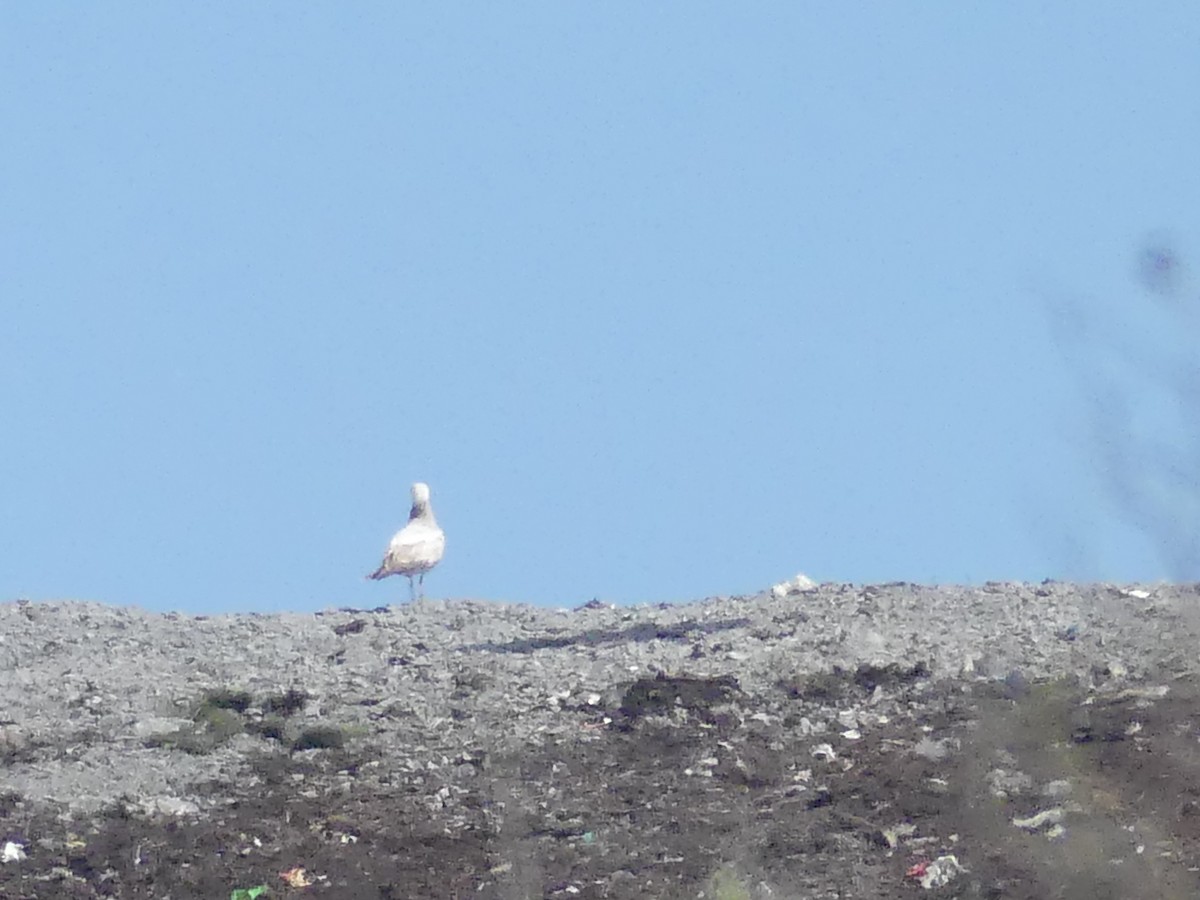 tanımsız Larinae sp. - ML652802743