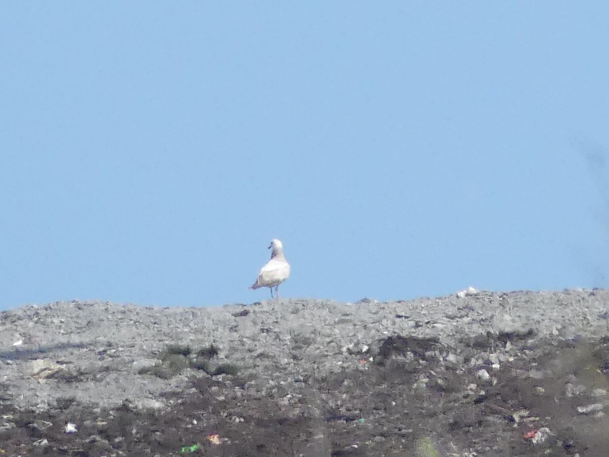 tanımsız Larinae sp. - ML652802744