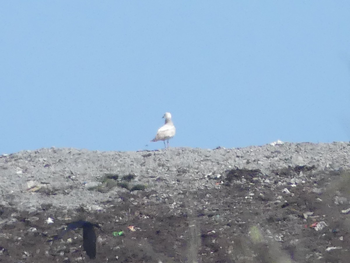 tanımsız Larinae sp. - ML652802745