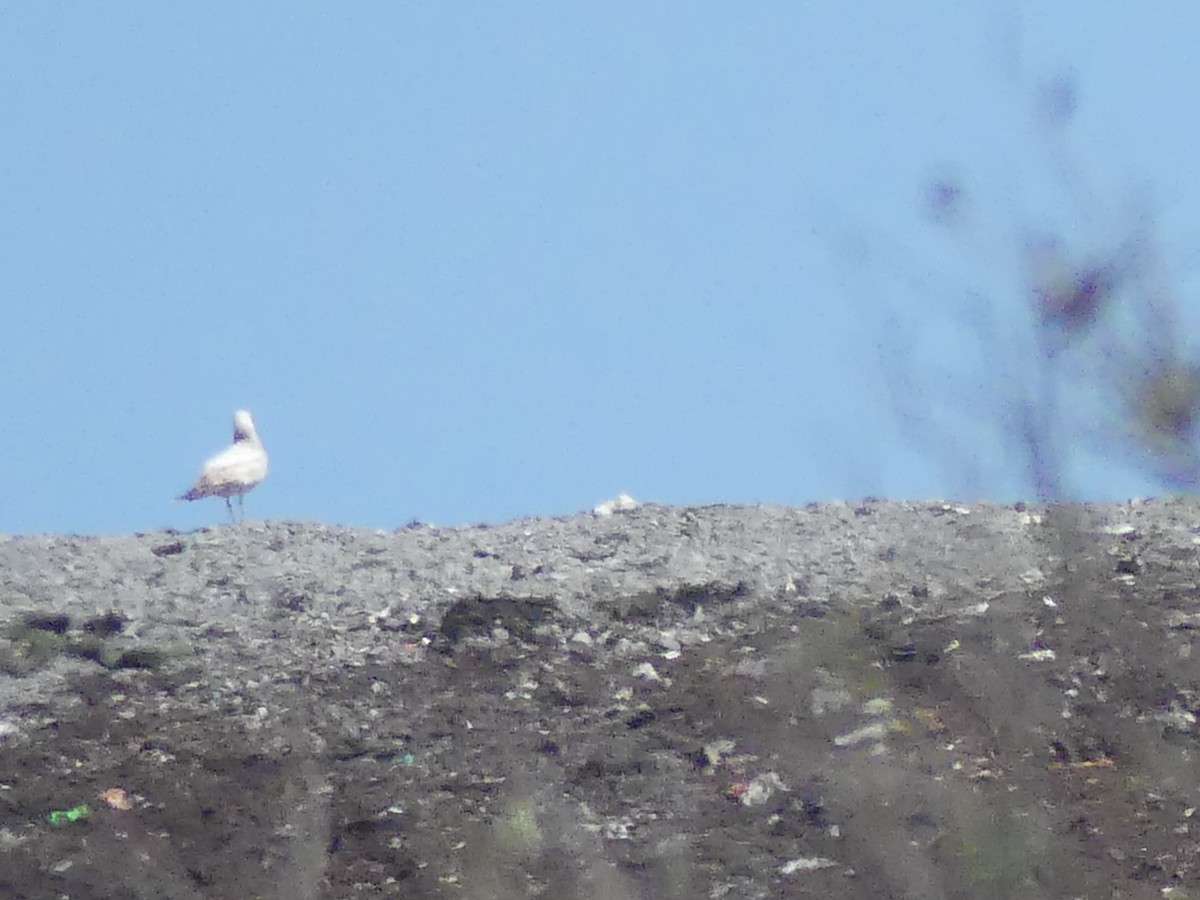 tanımsız Larinae sp. - ML652802746