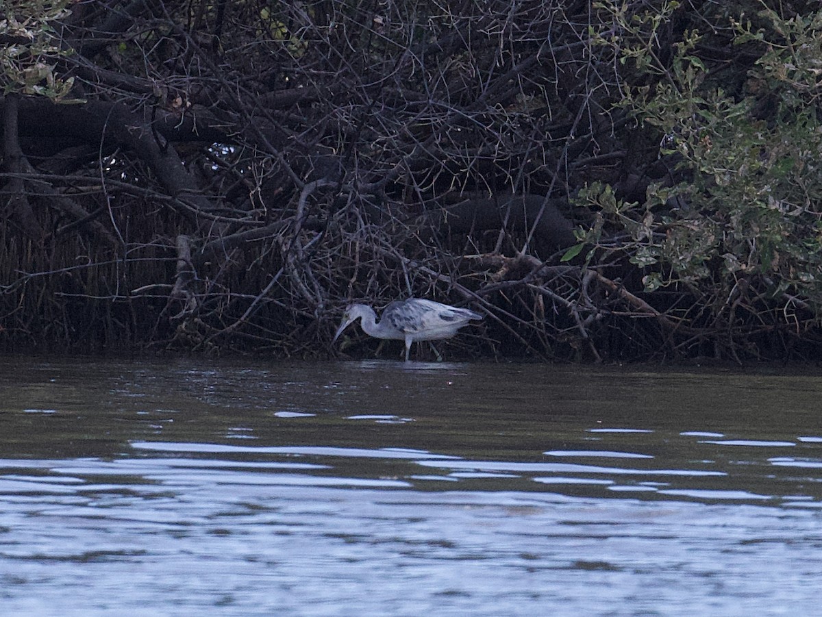 Little Blue Heron - ML652802870