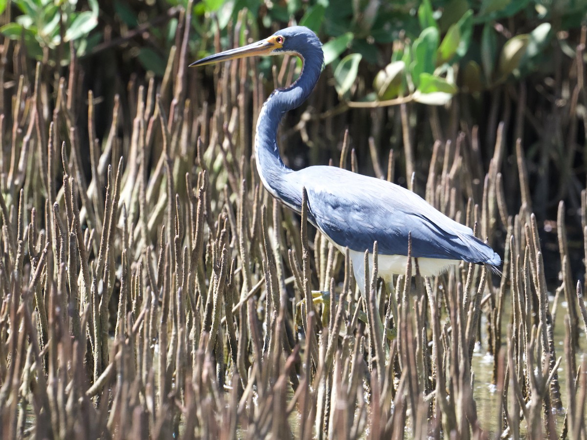 Tricolored Heron - ML652802875