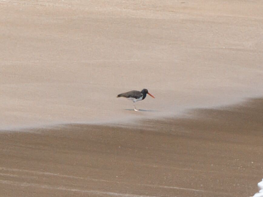 American Oystercatcher - ML652803408