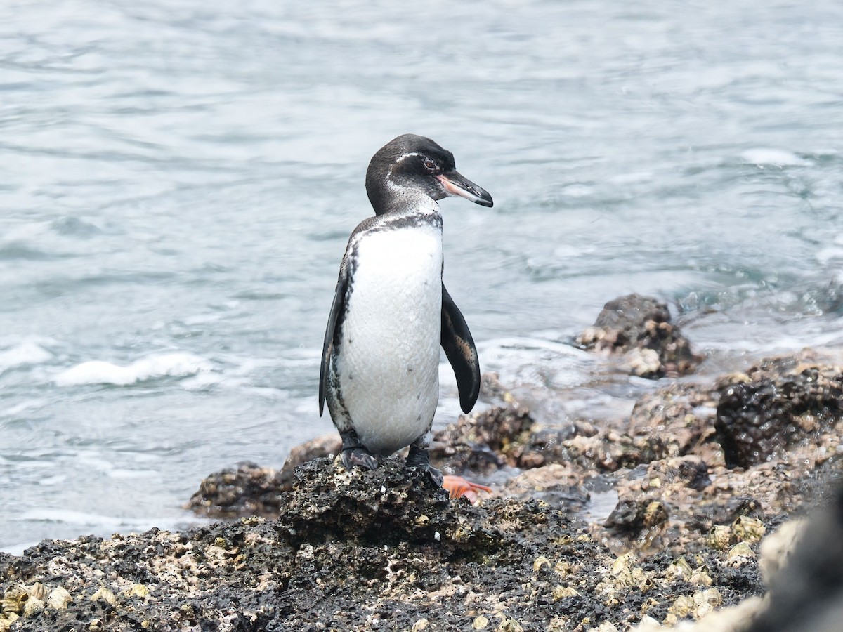 Galapagos Penguin - ML652803435