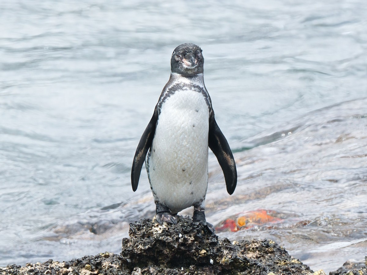 Galapagos Penguin - ML652803436