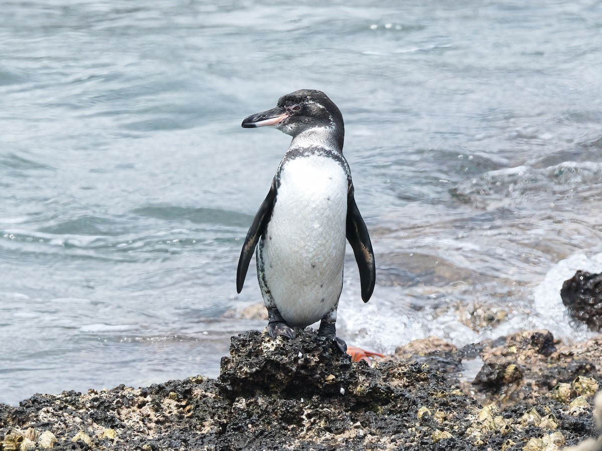Galapagos Penguin - ML652803437