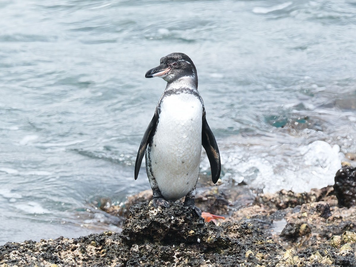 Galapagos Penguin - ML652803438