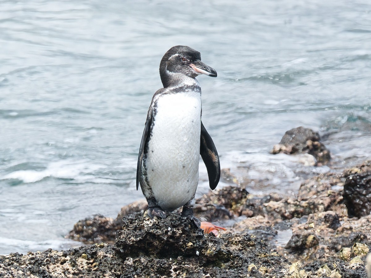 Galapagos Penguin - ML652803439
