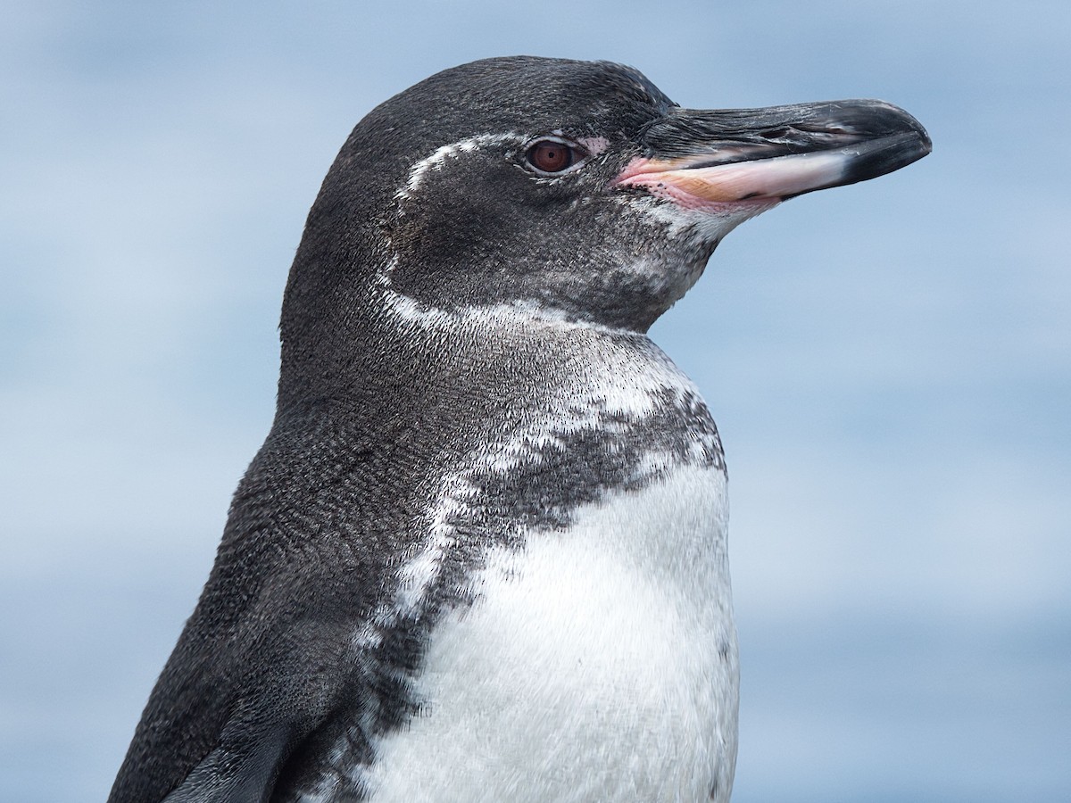 Galapagos Penguin - ML652803440