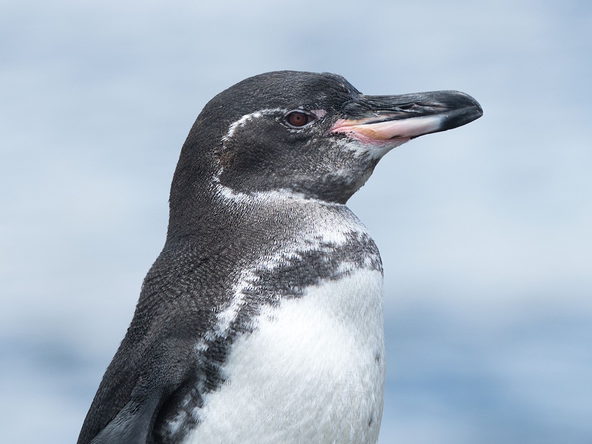 Galapagos Penguin - ML652803441