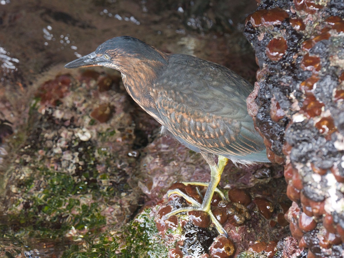 Lava Heron - ML652803459