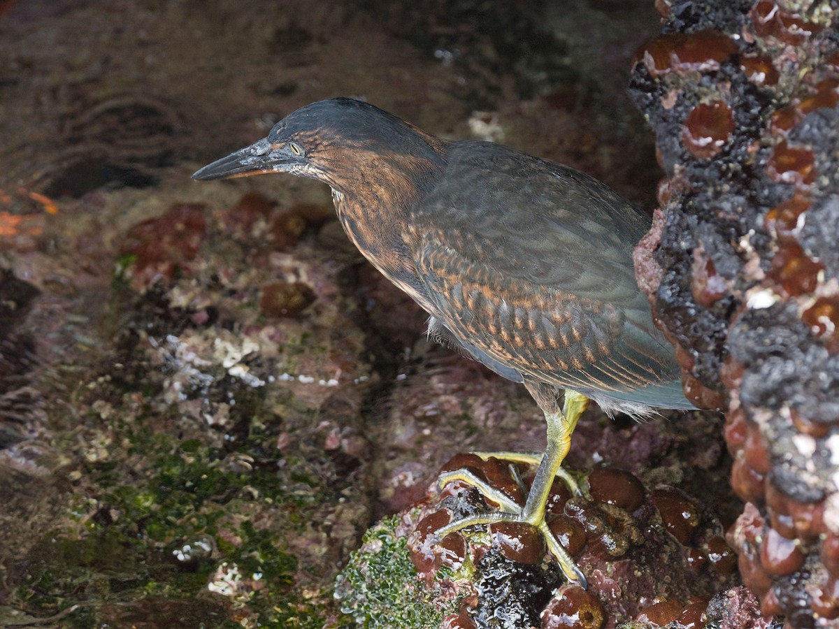 Lava Heron - ML652803460