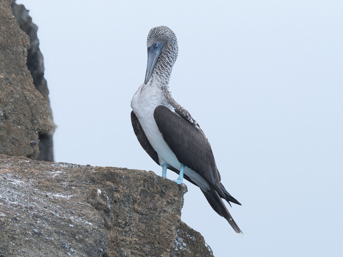 Blue-footed Booby - ML652803486