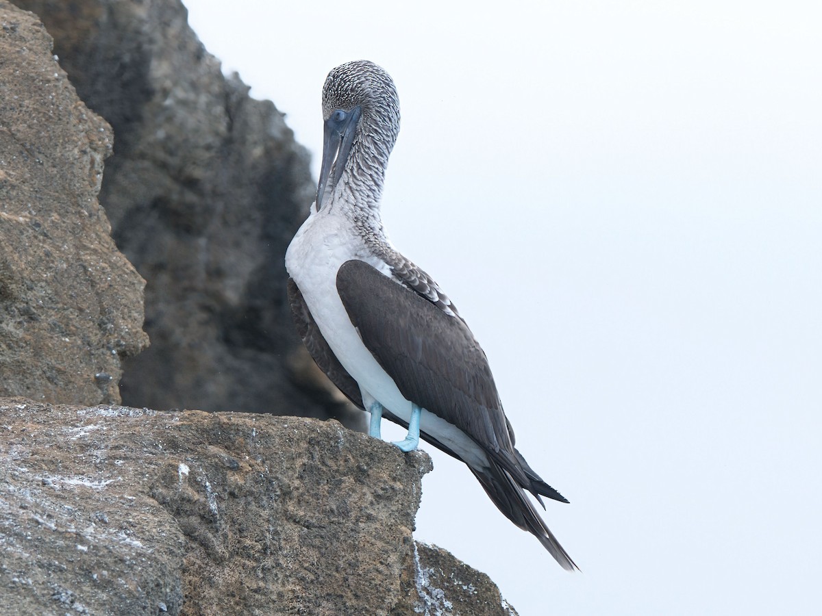 Blue-footed Booby - ML652803487