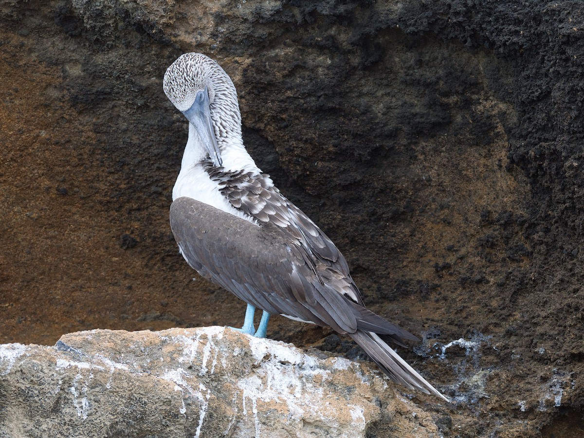 Blue-footed Booby - ML652803488