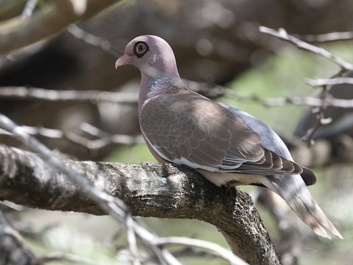 Bare-eyed Pigeon - ML652803489