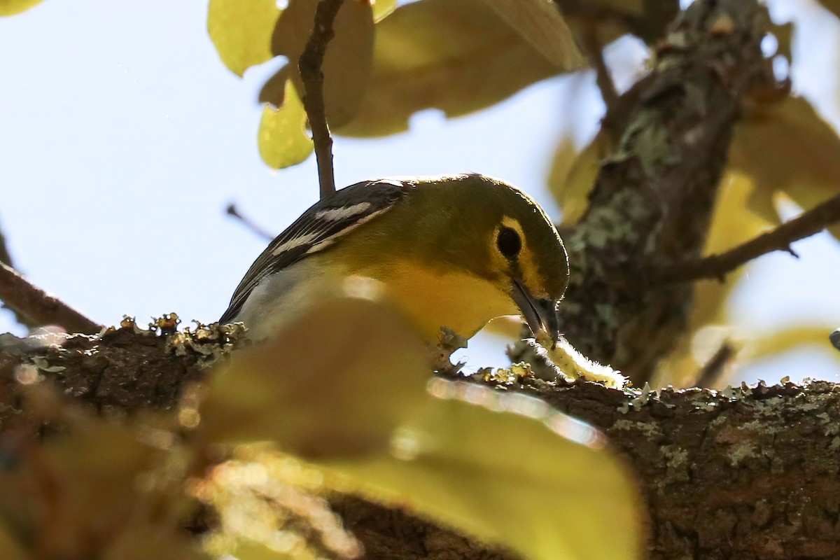 zelenáček žlutoprsý - ML652803535