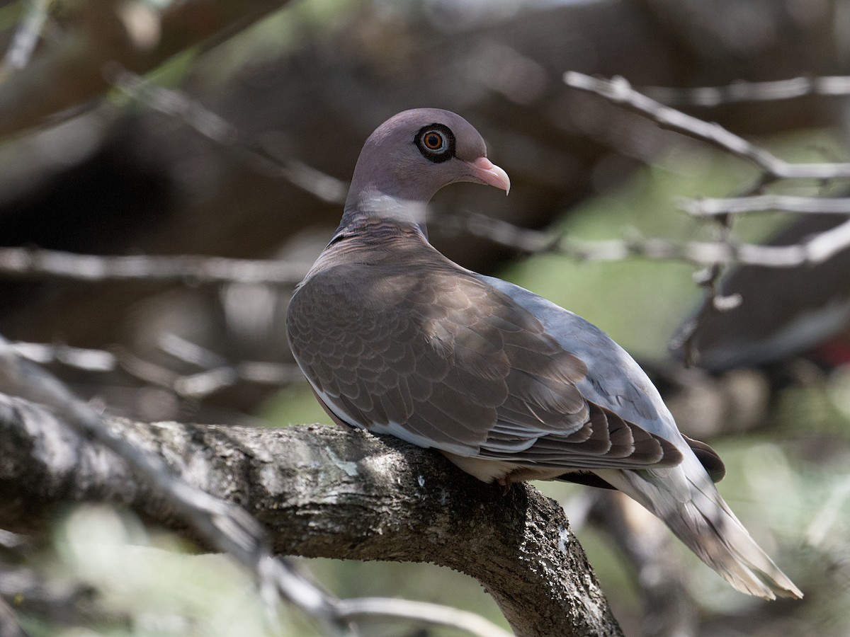 Bare-eyed Pigeon - ML652803601