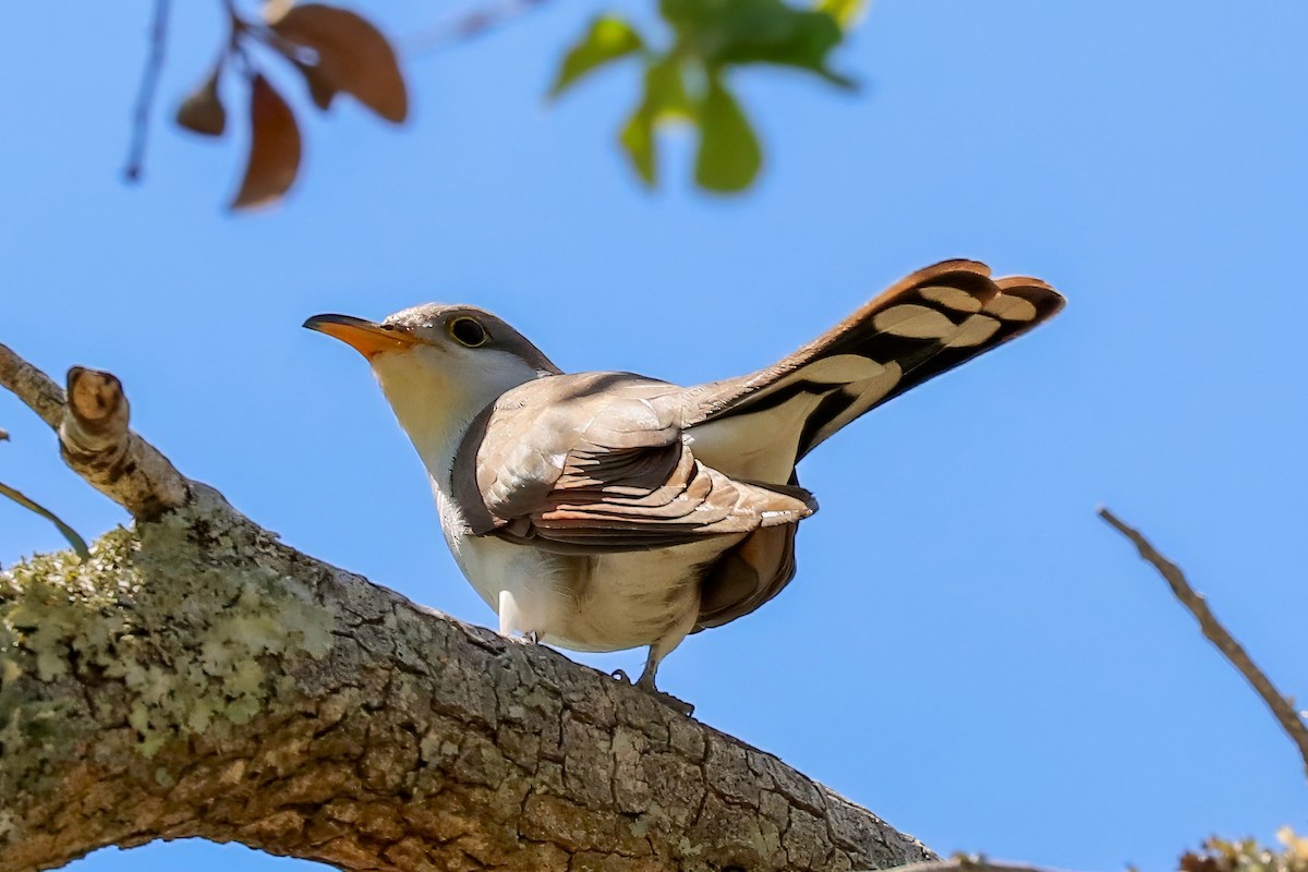 Coulicou à bec jaune - ML652803603