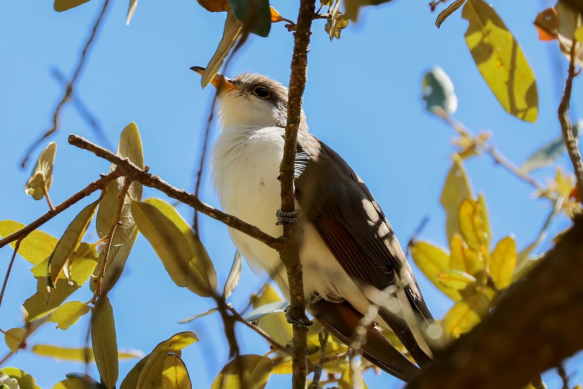 Coulicou à bec jaune - ML652803604