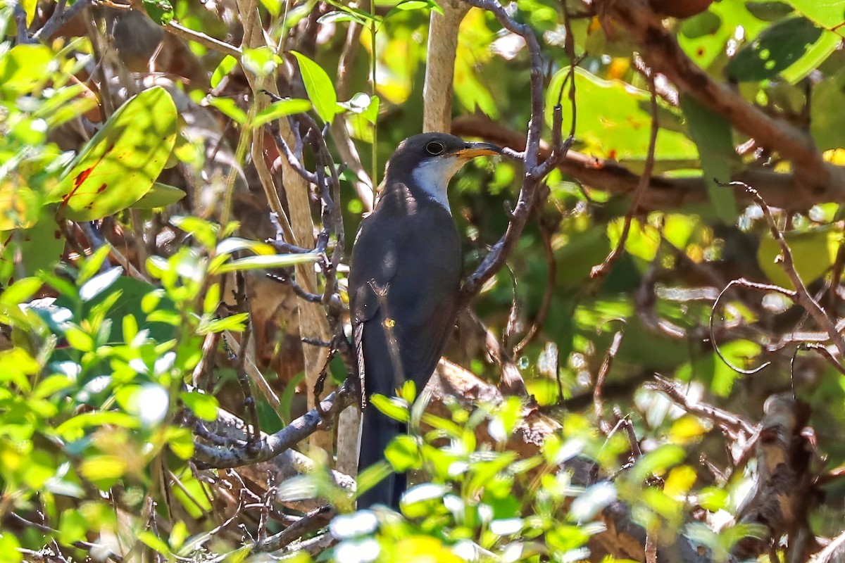 Coulicou à bec jaune - ML652803927