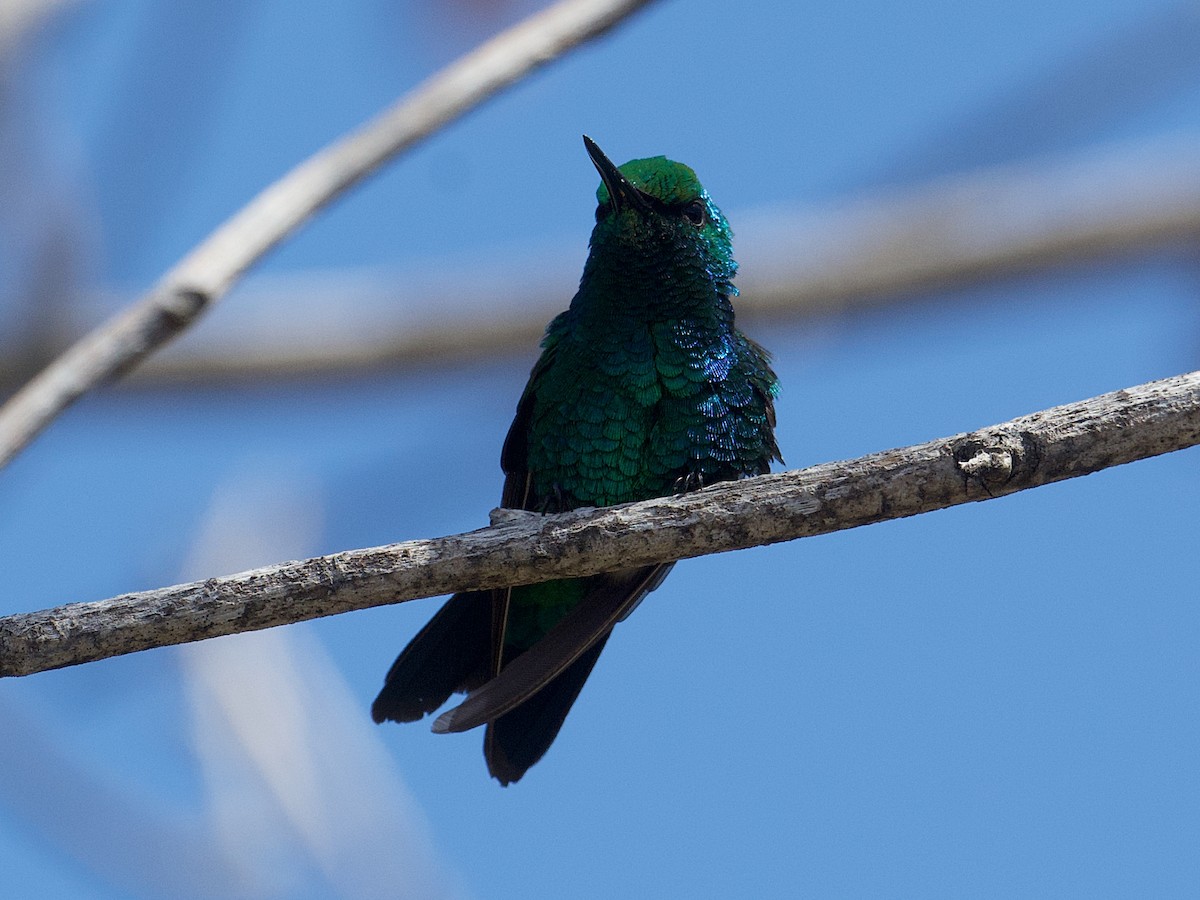 Blue-tailed Emerald - ML652804453